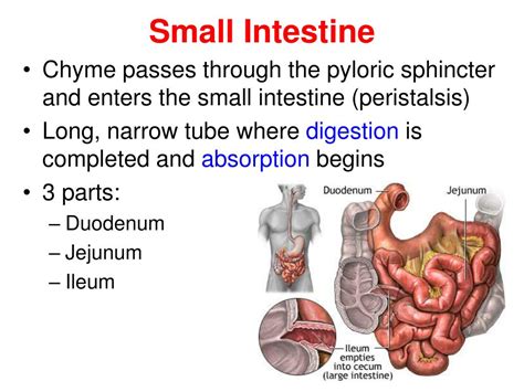 small intestine peristalsis function